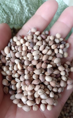 小众送妈妈的花有哪些花