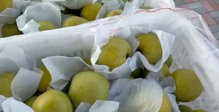 皇冠梨入库温度控制技术指南：科学保鲜与季节化管理策略