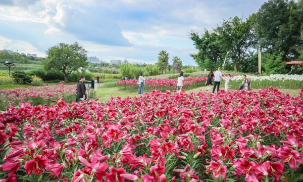 小众送妈妈的花有哪些花