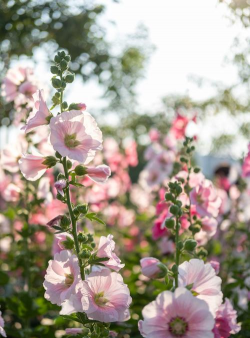 小众送妈妈的花有哪些花