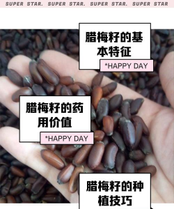 小众送妈妈的花有哪些花