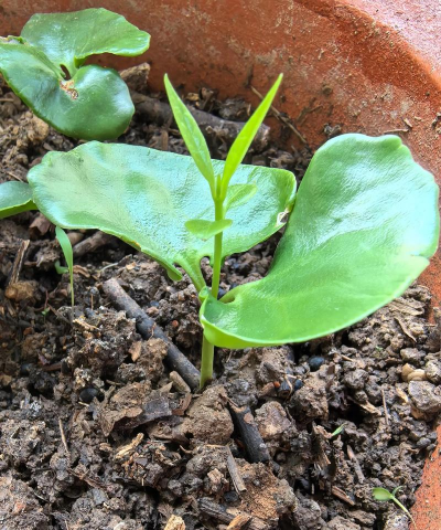 小众送妈妈的花有哪些花