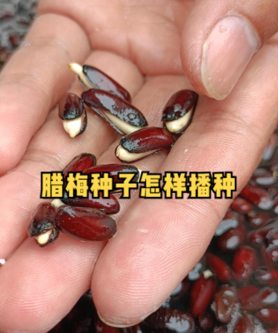 小众送妈妈的花有哪些花