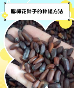 梅花的种子可以种吗