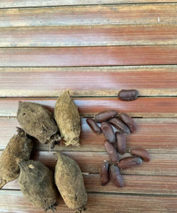 小众送妈妈的花有哪些花