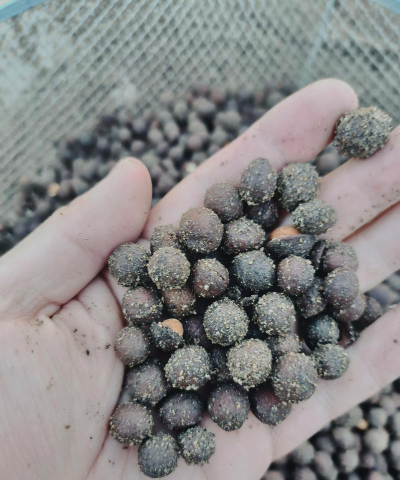 小众送妈妈的花有哪些花