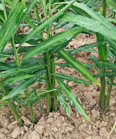小众送妈妈的花有哪些花
