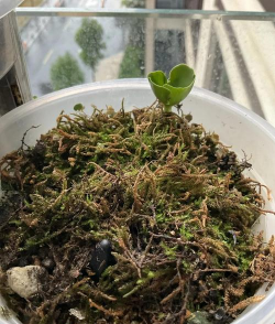 小众送妈妈的花有哪些花