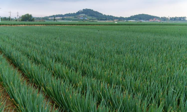 小众送妈妈的花有哪些花