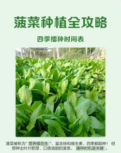 大叶菠菜的种植方法和时间：全国不同季节与地区的高效栽培技术指南
