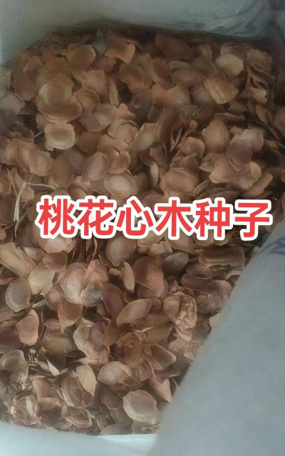 桃花芯木种子怎么种