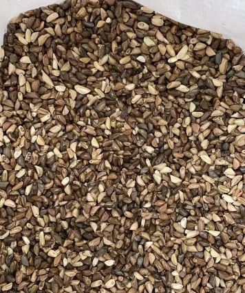 小众送妈妈的花有哪些花