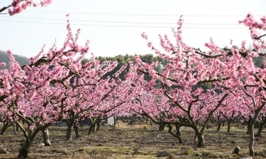 小众送妈妈的花有哪些花
