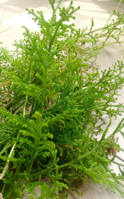 石松是什么植物