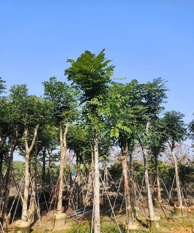 小众送妈妈的花有哪些花