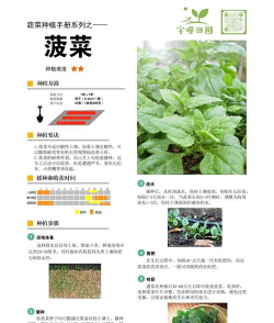 小叶菠菜种植技术全解析：不同季节与地区的高效栽培方案