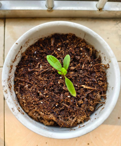 小众送妈妈的花有哪些花