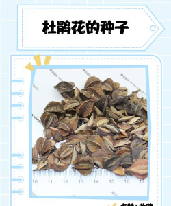 小众送妈妈的花有哪些花