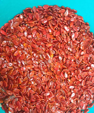 小众送妈妈的花有哪些花