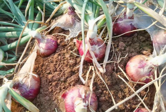 小众送妈妈的花有哪些花