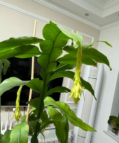 小众送妈妈的花有哪些花