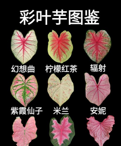 彩叶芋如何爆盆毛芋头品种彩叶芋四季高效栽培技术全解析