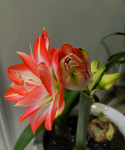 小众送妈妈的花有哪些花