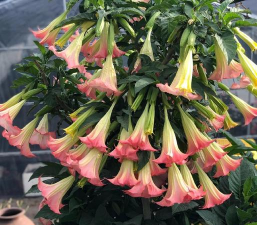 小众送妈妈的花有哪些花