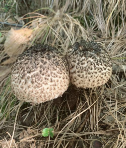 世界四大名菌有松茸牛肝菌松露和什么