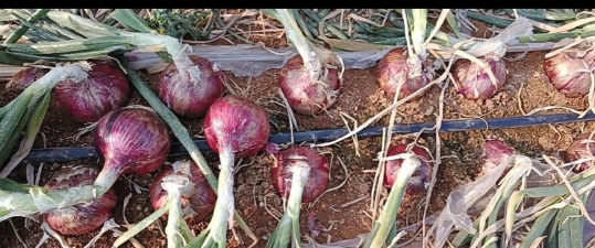 小众送妈妈的花有哪些花