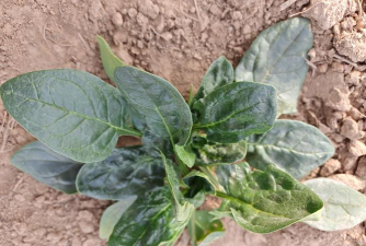 大叶菠菜能过冬吗不同地区越冬种植技术全解析