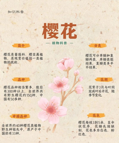 樱花的花语是什么