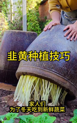 韭黄怎么种植出来的