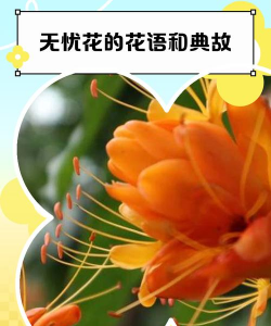 小众送妈妈的花有哪些花