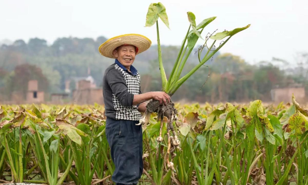 小众送妈妈的花有哪些花
