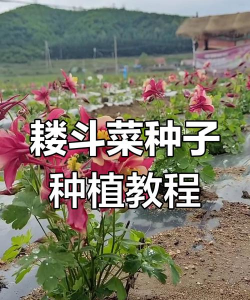 小众送妈妈的花有哪些花