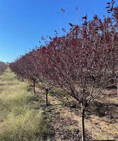 小众送妈妈的花有哪些花