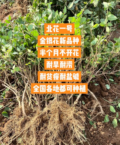 金银花怎么种植