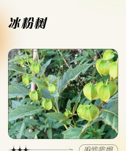 小众送妈妈的花有哪些花