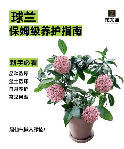 小众送妈妈的花有哪些花