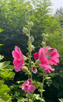 小众送妈妈的花有哪些花