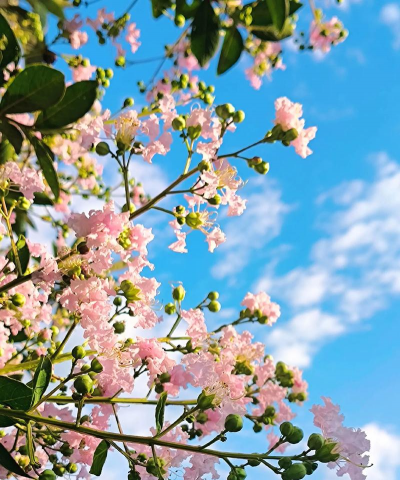 小众送妈妈的花有哪些花