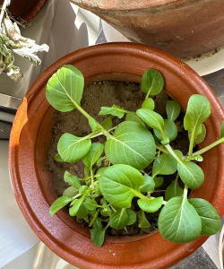 小众送妈妈的花有哪些花