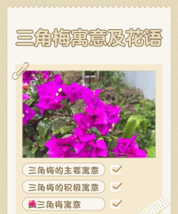 小众送妈妈的花有哪些花