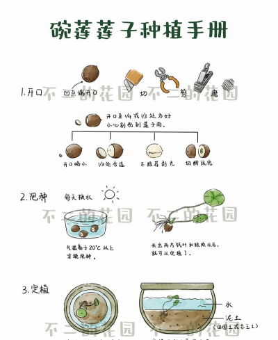 小众送妈妈的花有哪些花