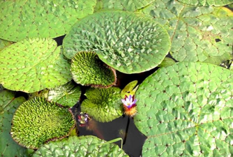 芡实是什么植物