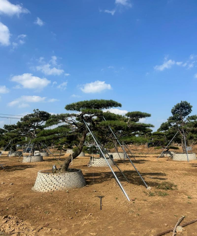 造型松有哪些品种