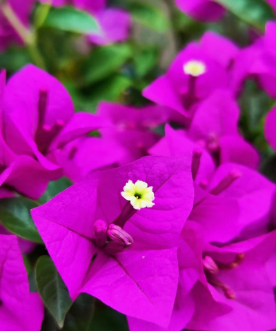 小众送妈妈的花有哪些花