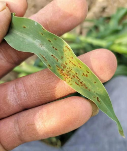 小众送妈妈的花有哪些花