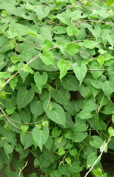 何首乌是什么植物